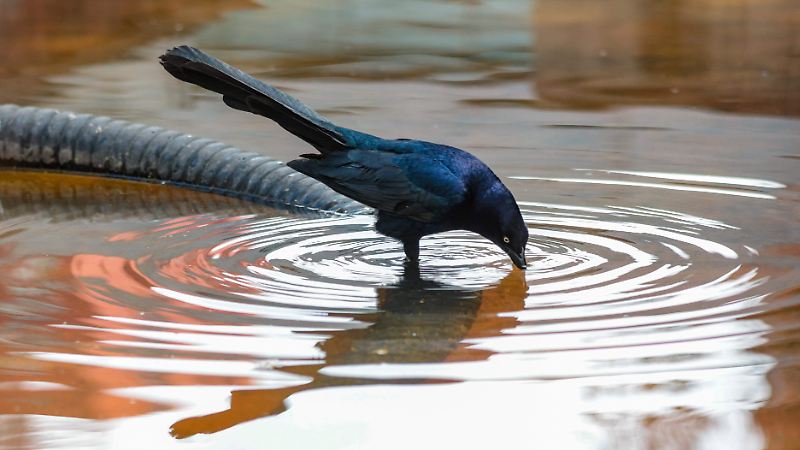 AVES